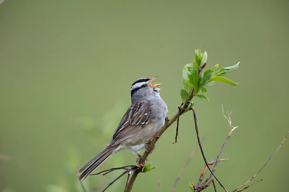 Huit petits sons, et le chant sans fin des oiseaux du monde