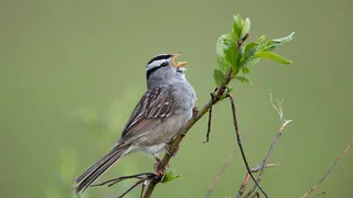 Huit petits sons, et le chant sans fin des oiseaux du monde