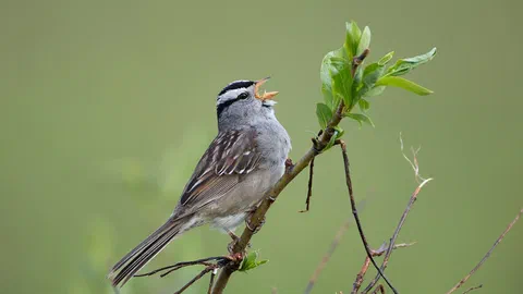 Huit petits sons, et le chant sans fin des oiseaux du monde