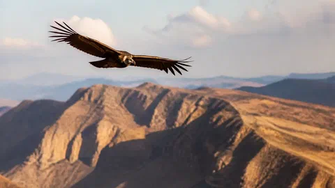 Le vol le moins coûteux du monde animal, c'est un oiseau qui plane