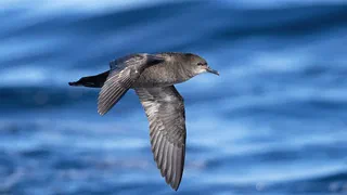 De l'Australie à l'Alaska, deux peuples unissent leurs savoirs pour suivre un même oiseau