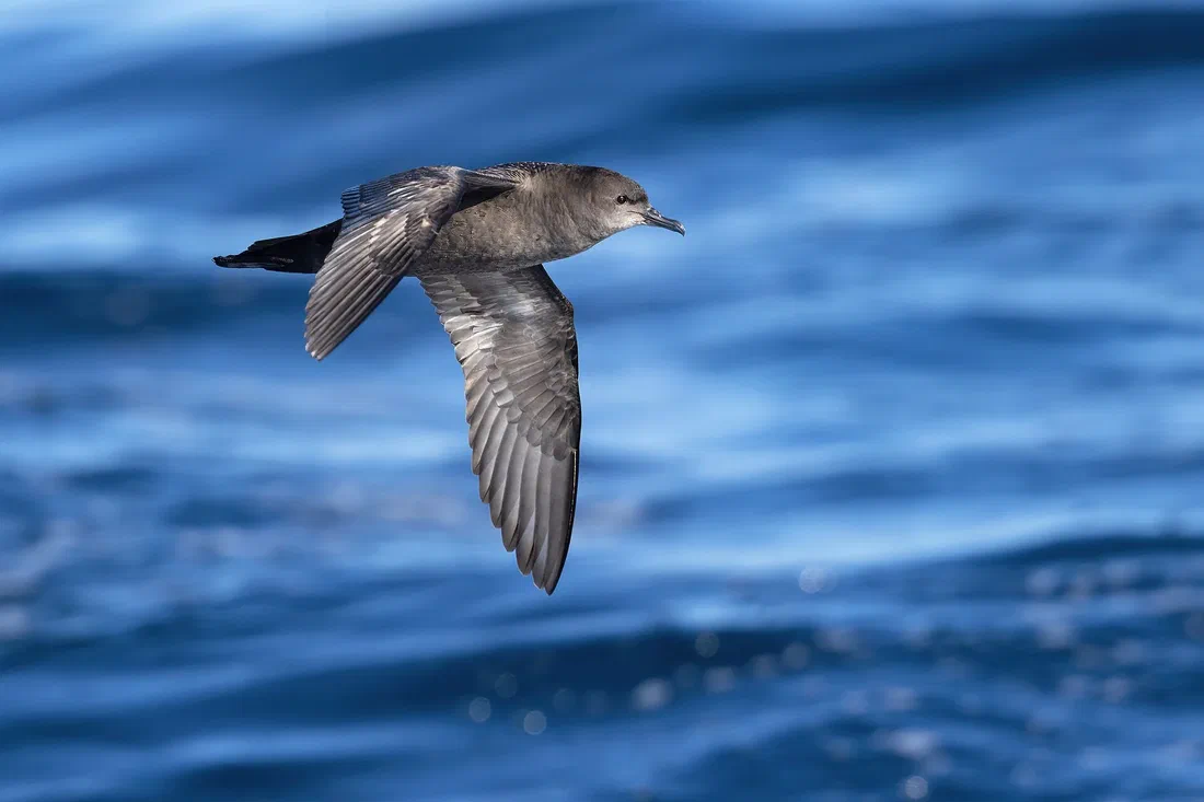 De l'Australie à l'Alaska, deux peuples unissent leurs savoirs pour suivre un même oiseau