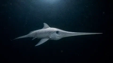 Au large du Costa Rica, une espèce des abysses remontée dans les filets