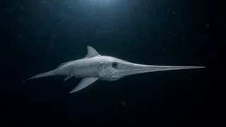 Au large du Costa Rica, une espèce des abysses remontée dans les filets