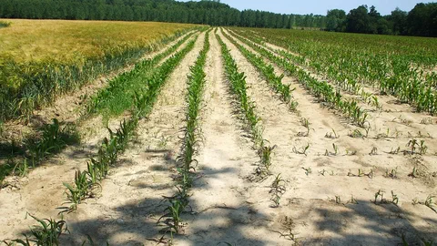 Sécheresse dans les fermes : l'exploitant encaisse la perte le premier